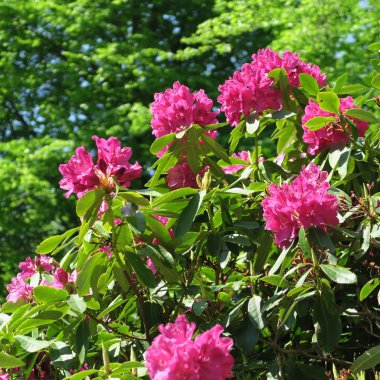 baharda bir rhododendron çalı üzerinde güzel büyük mor çiçekler