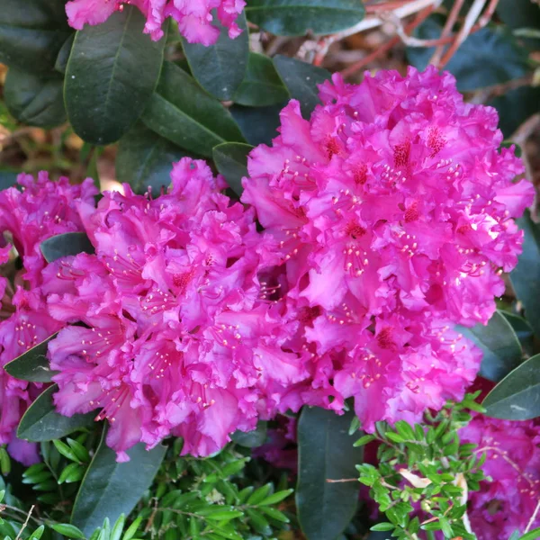 Schöne Große Lila Blüten Einem Rhododendronstrauch Frühling — Stockfoto