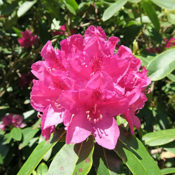 Schöne Große Lila Blüten Einem Rhododendronstrauch Frühling — Stockfoto