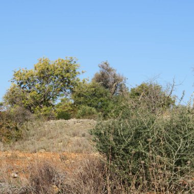 Portekiz'de zeytin ağaç ve çalı ile baharda manzara