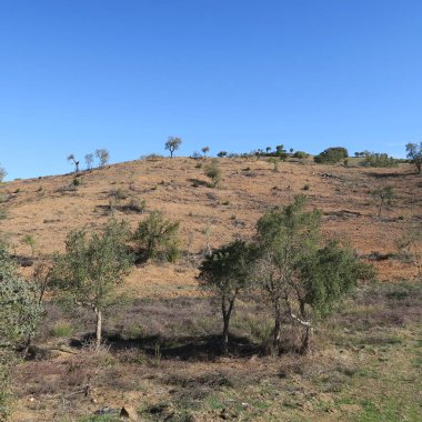 Portekiz'de zeytin ağaç ve çalı ile baharda manzara