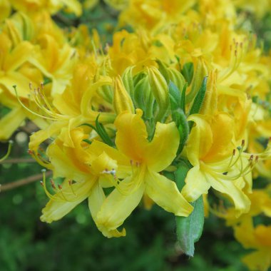 büyük bir çalı üzerinde birçok küçük sarı rhododendron çiçekler