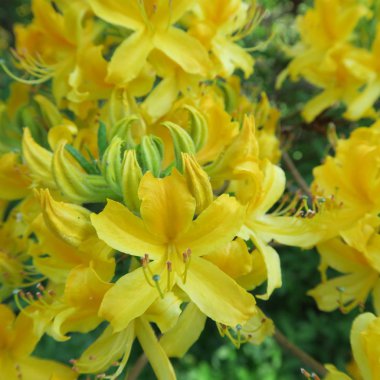büyük bir çalı üzerinde birçok küçük sarı rhododendron çiçekler