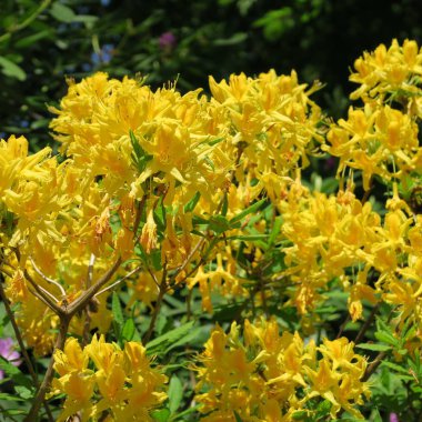 büyük bir çalı üzerinde birçok küçük sarı rhododendron çiçekler