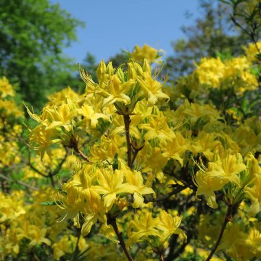 büyük bir çalı üzerinde birçok küçük sarı rhododendron çiçekler