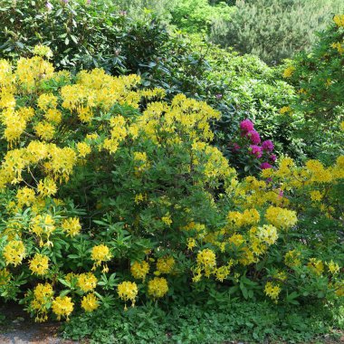 büyük bir çalı üzerinde birçok küçük sarı rhododendron çiçekler