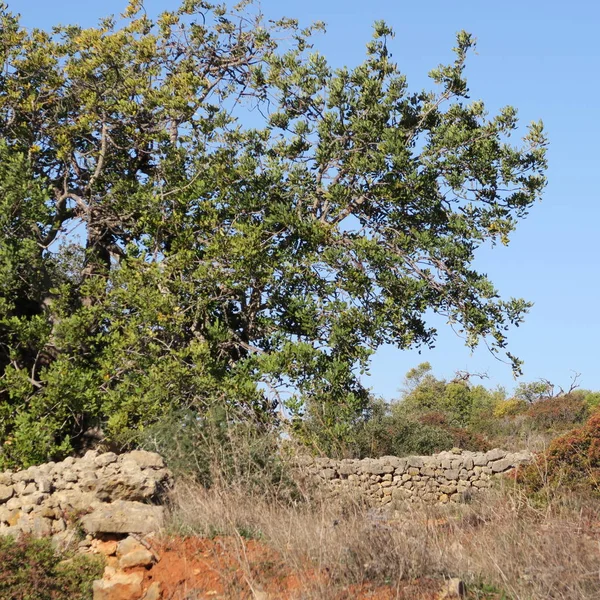 Paisagem Portugal Com Oliveiras Arbustos Primavera — Fotografia de Stock