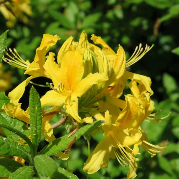 Muchas Flores Pequeñas Rododendro Amarillo Arbusto Grande —  Fotos de Stock