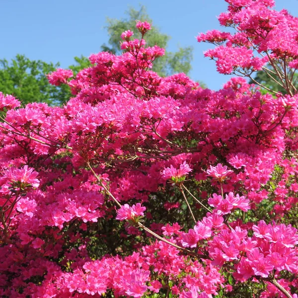 大型の低木に多くの小さなピンクのツツジの花 — ストック写真