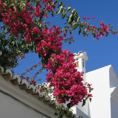 bitkiler ve Avrupa'da, Portekiz mavi gökyüzü ile Mimarlık