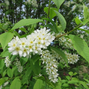 Prunus padus, üzüm vişne, beyaz büyük çalı çiçek ve bahar kokuyor