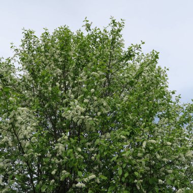 Prunus padus, üzüm vişne, beyaz büyük çalı çiçek ve bahar kokuyor