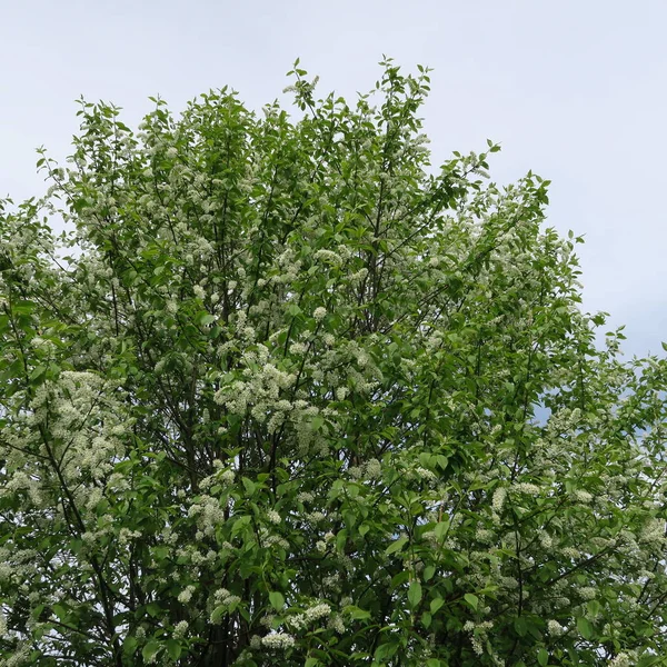 Prunus Padus Traubenkirsche Weißer Großstrauch Blüht Und Duftet Frühling — Stockfoto