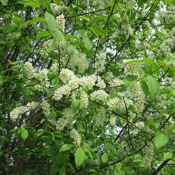 Prunus padus, üzüm vişne, beyaz büyük çalı çiçek ve bahar kokuyor