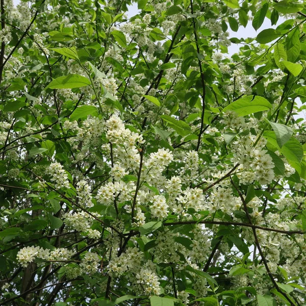Prunus Padus Szőlő Cseresznye Fehér Nagy Bokor Virágzik Tavasz Illata — Stock Fotó