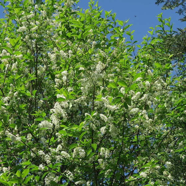 Prunus Padus Traubenkirsche Weißer Großstrauch Blüht Und Duftet Frühling — Stockfoto