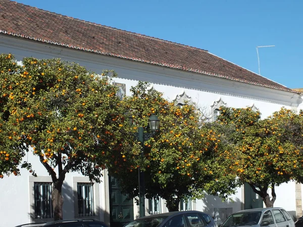 Orangenbäume Mit Früchten Der Altstadt Von Faro Europa Portugal — Stockfoto