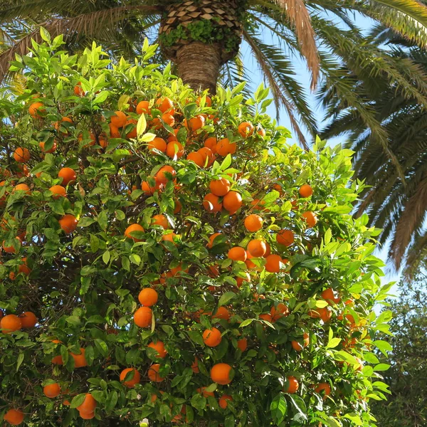 ripe orange on the tree in Europe Portugal