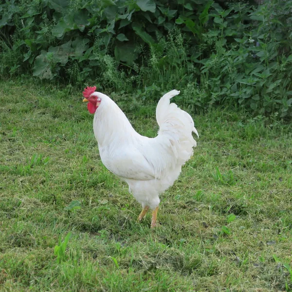 Živá Kuřata Slepice Kohout Zelené Trávě — Stock fotografie