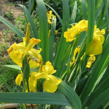 sarı çiçekli Iris pseudacorus, havuz kenar boşluğu veya biyo gölet açıklık