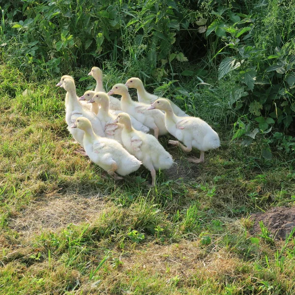 Diez Pequeños Patos Moldeados Viven Vivos Prado —  Fotos de Stock
