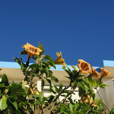 Büyük çiçeklerle Campsis, trompet çiçek, güreş