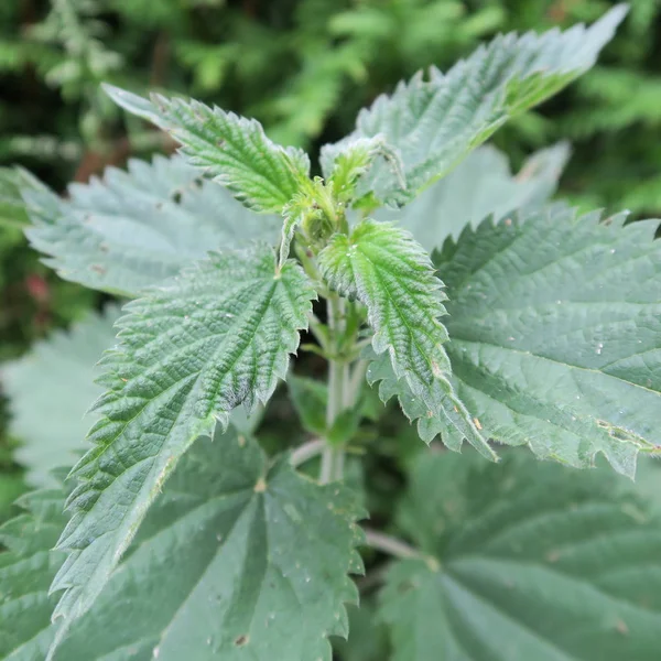 Urtica Urtiga Uma Planta Perene Muitas Vezes Usado Medicina Natural — Fotografia de Stock