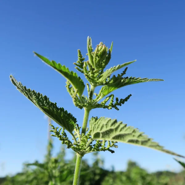 Urtica, ısırgan, çok yıllık bitki, genellikle doğal tıp, ısırgan otu çayı kullanılır