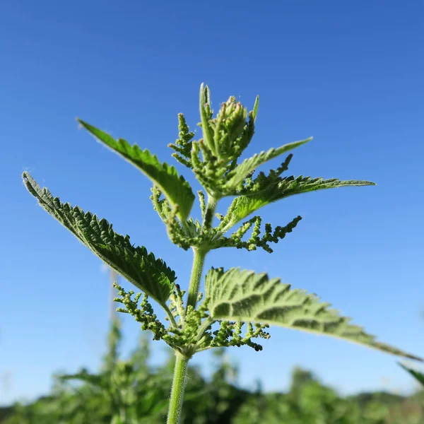 Urtica Brennnessel Eine Mehrjährige Pflanze Wird Oft Der Naturmedizin Verwendet lizenzfreie Stockbilder