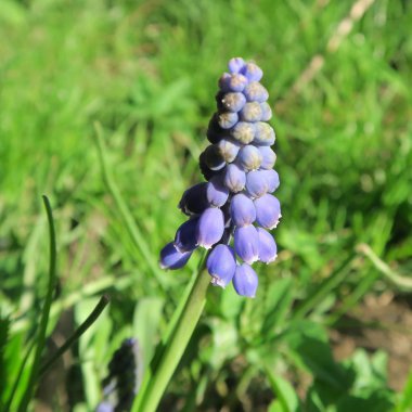 Muscari, mavi üzüm sümbül küçük çiçek ilkbaharda çiçek açar