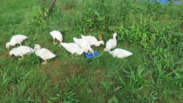 Jonge Waterhoen Eenden Branchs Groene Gras Eten — Stockvideo