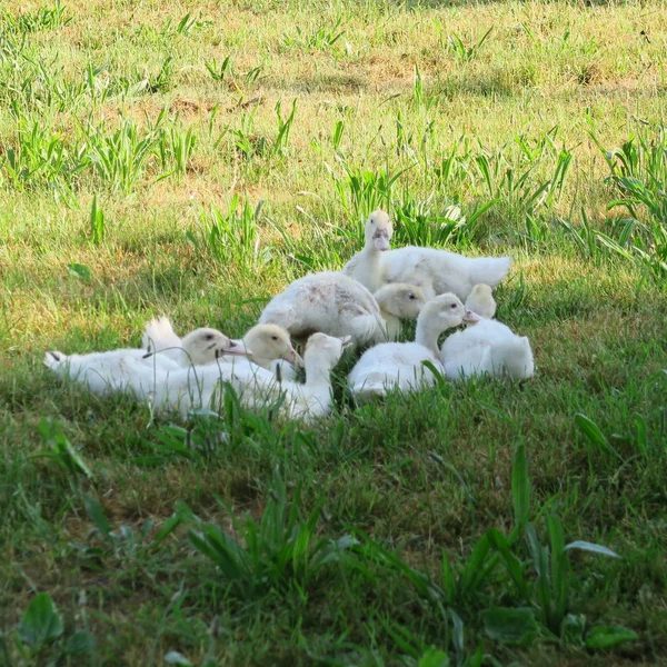 Young White Ducks Live Green Meadow — Stock Photo, Image