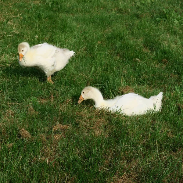 Young White Geese Live Green Meadow — Stock Photo, Image