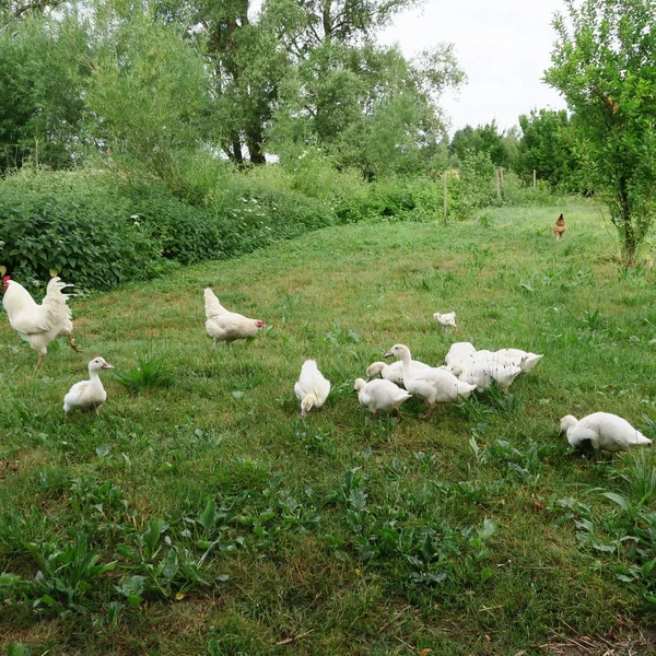 年轻的白鸭子和小鸡住在绿色的草地上 — 图库照片