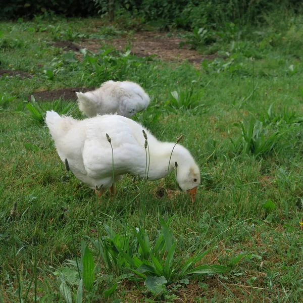 Young White Geese Live Green Meadow — Stock Photo, Image