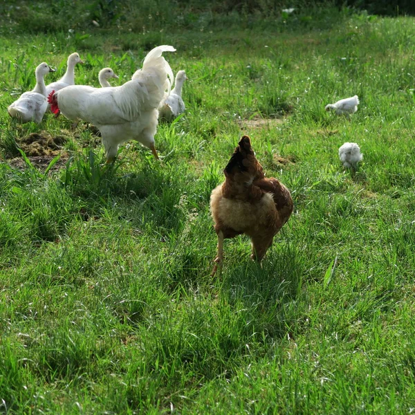 Junge Weiße Enten Und Hühner Leben Auf Einer Grünen Wiese — Stockfoto