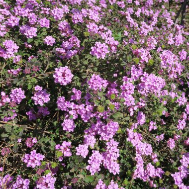 Verbena, purple perennial flowers with many small flowers clipart