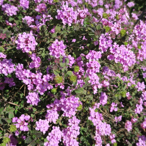 Verbena Flores Perennes Púrpuras Con Muchas Flores Pequeñas — Foto de Stock