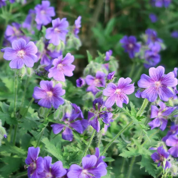 Geranio Púrpura Cigüeña Flores Junio Jardín Con Muchas Flores Pequeñas — Foto de Stock