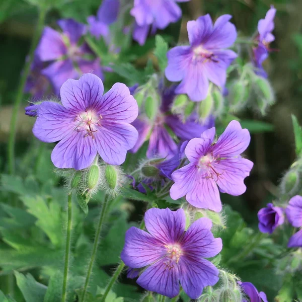 Geranium, Purple Storkbill flowers in june in the garden with many small flowers