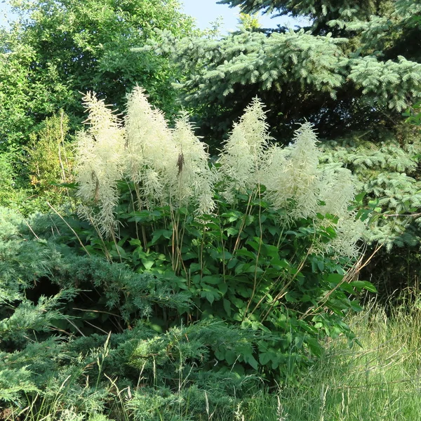 Obří Astilbe Bílý Trvalky Rostliny Kvetou Létě Zahradě — Stock fotografie