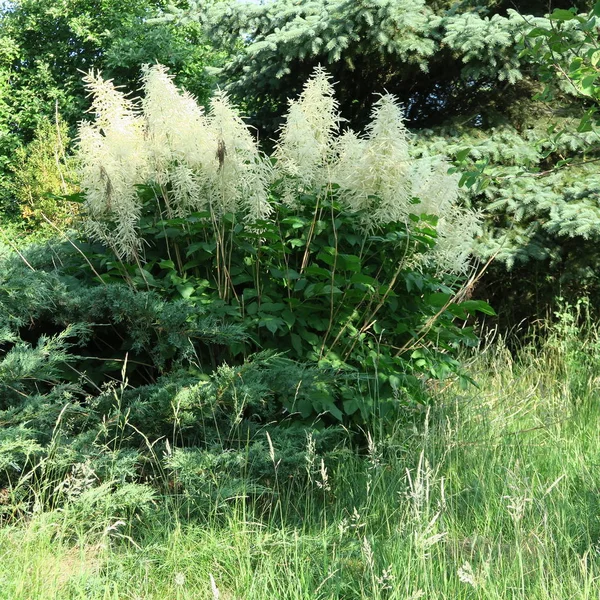 Astilbe Géant Blanc Plantes Vivaces Fleurissent Été Dans Jardin — Photo