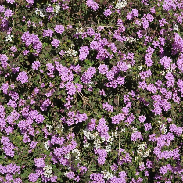 Verbena Flores Perennes Púrpuras Con Muchas Flores Pequeñas Imagen De Stock