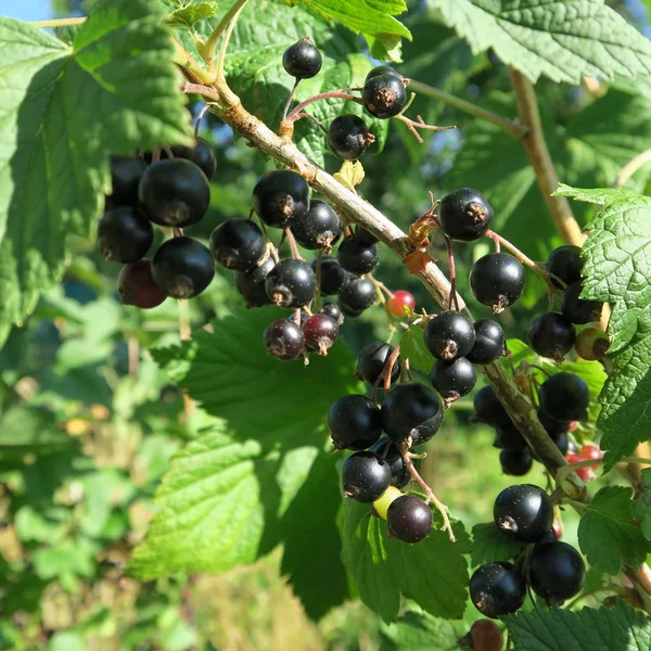 Arbuste Cassis Dans Jardin — Photo