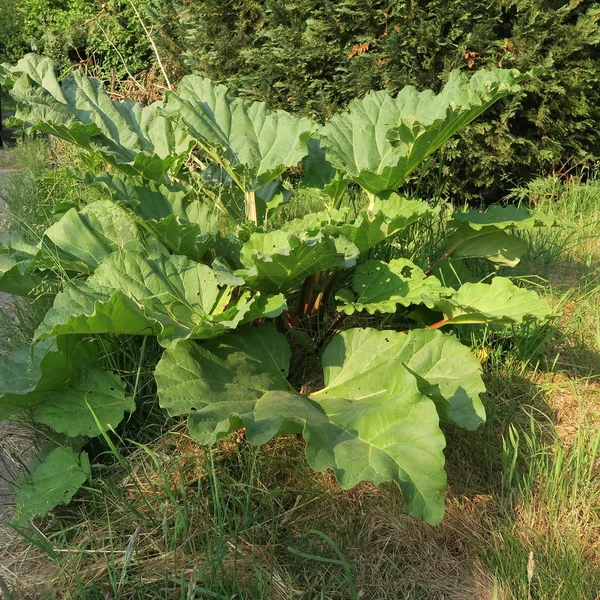 Rheum Rhabarbarum Large Green Rhubarb Plant Garden — Stock Photo, Image
