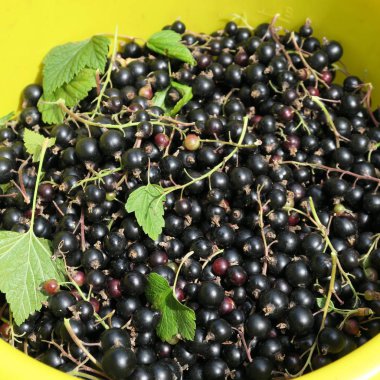 taze hasat blackcurrant, sağlıklı meyve bahçesinden birçok vitamin ile