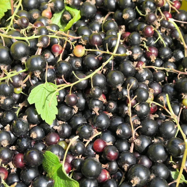 taze hasat blackcurrant, sağlıklı meyve bahçesinden birçok vitamin ile