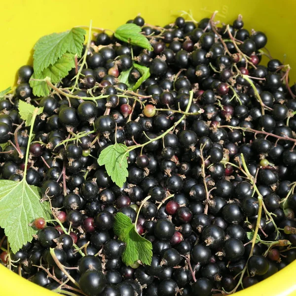 Frisch Geerntete Schwarze Johannisbeere Gesunde Früchte Mit Vielen Vitaminen Aus Stockbild