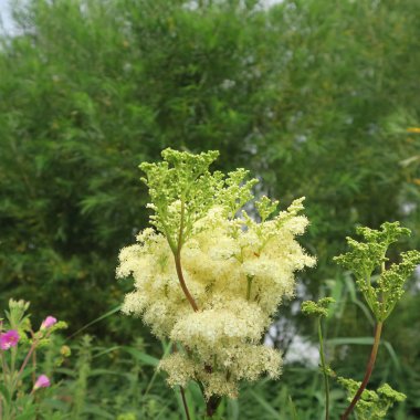 Filipendula ulmaria, erkeç sakalı, alternatif tıbbın şifa