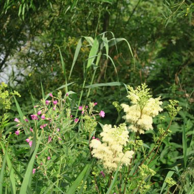 Filipendula ulmaria, erkeç sakalı, alternatif tıbbın şifa